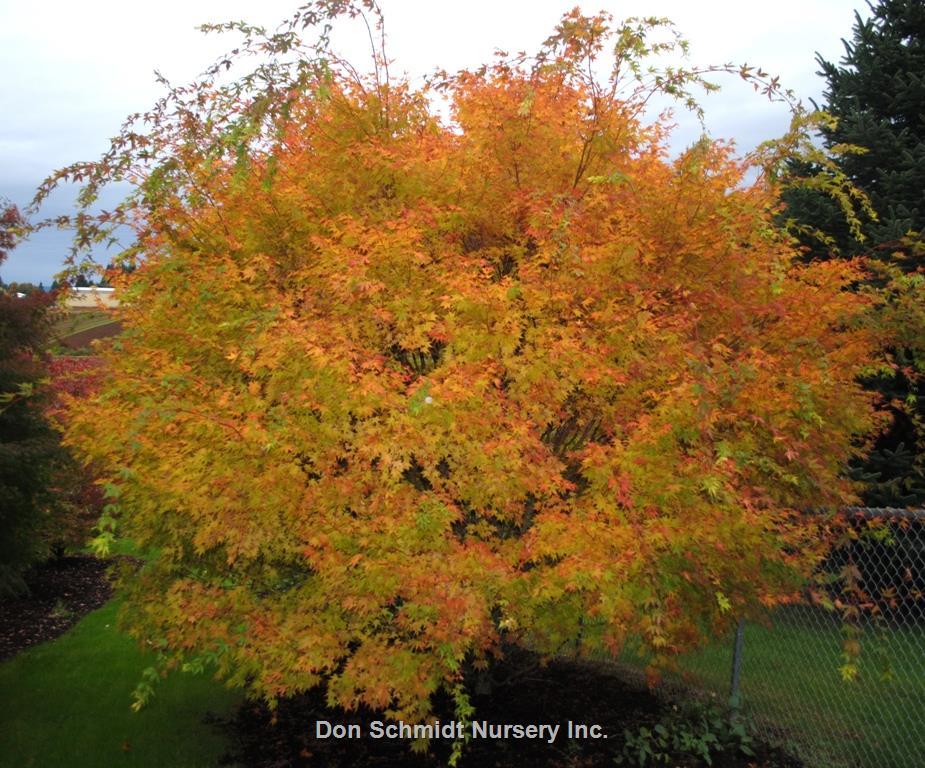 Acer Palmatum 'beni Kawa' - View 23 from www redcrocus com