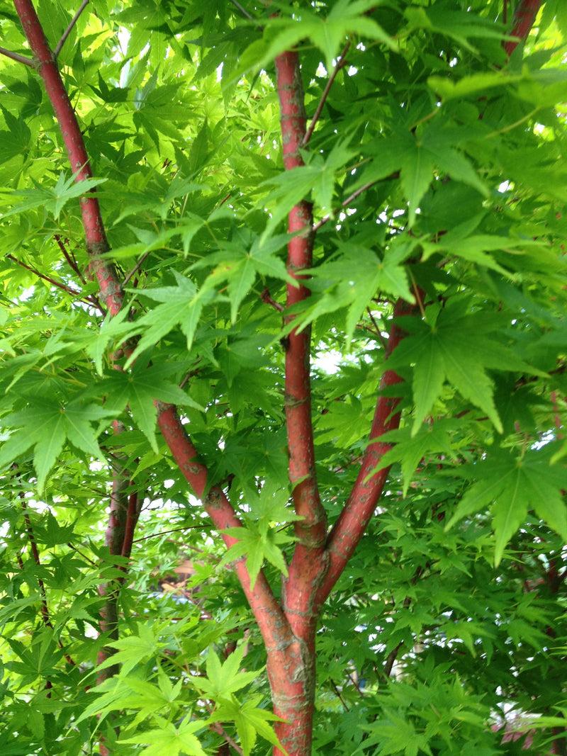 Acer Palmatum 'beni Kawa' - View 24 from www redcrocus com