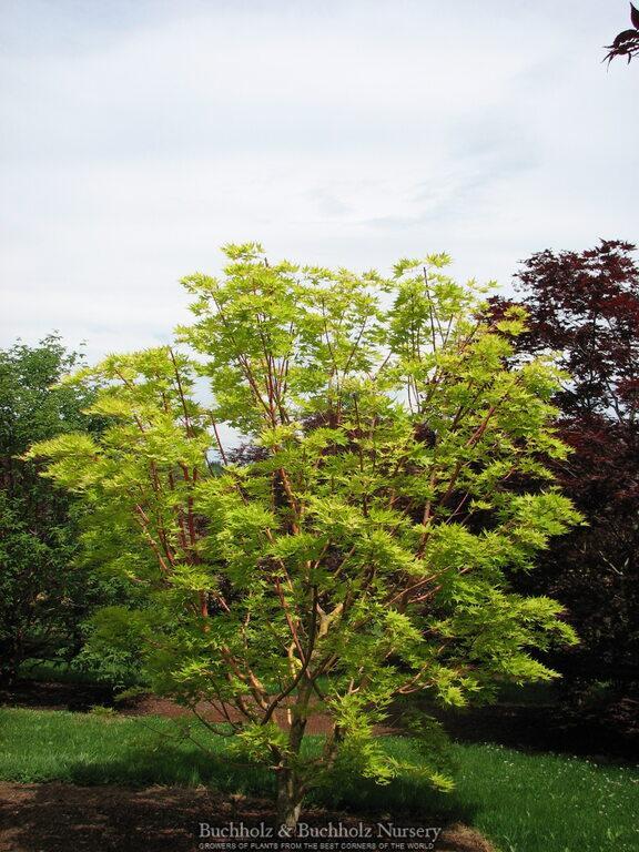 Acer Palmatum 'beni Kawa' - View 26 from www redcrocus com