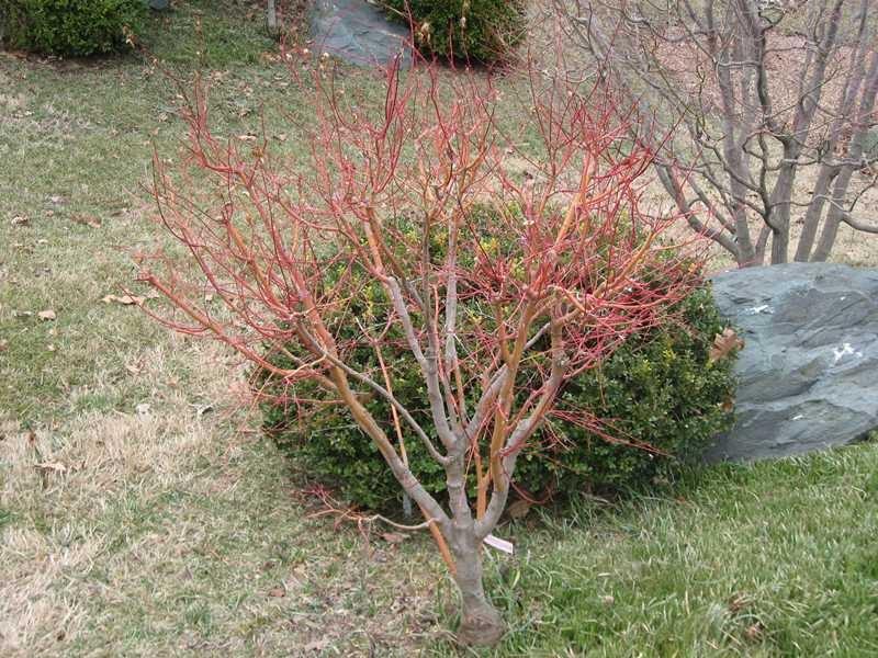 Acer Palmatum 'beni Kawa' - View 29 from www redcrocus com