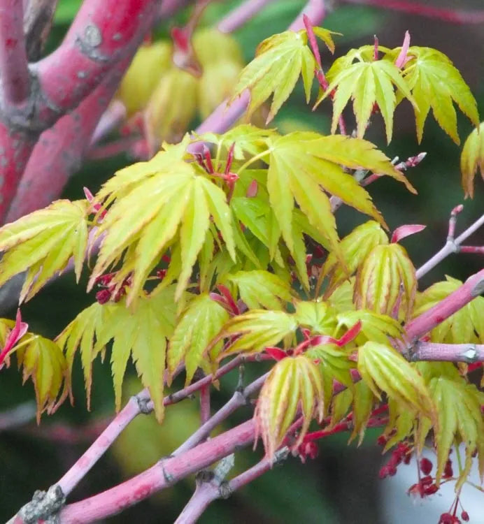 Acer Palmatum 'beni Kawa' - View 2 from www redcrocus com