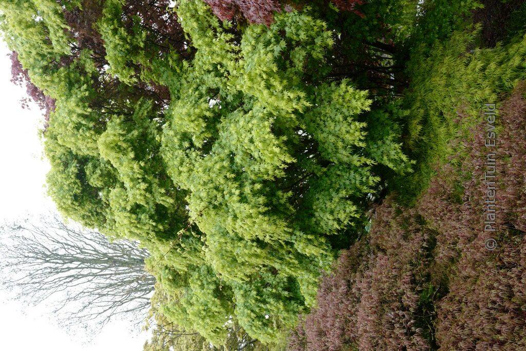 Acer Palmatum 'beni Kawa' - View 30 from www redcrocus com