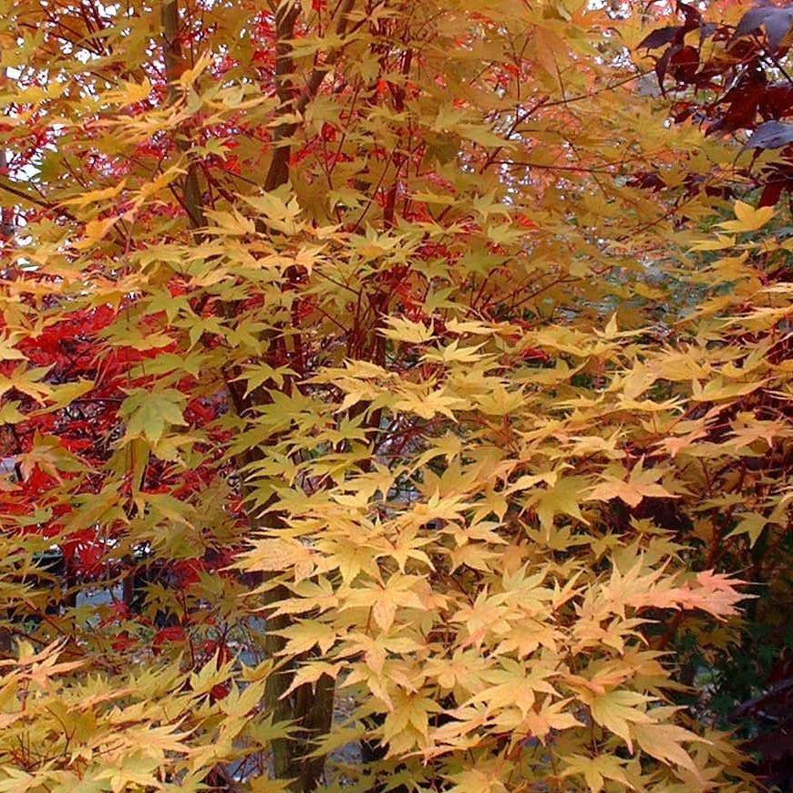 Acer Palmatum 'beni Kawa' - View 3 from www redcrocus com