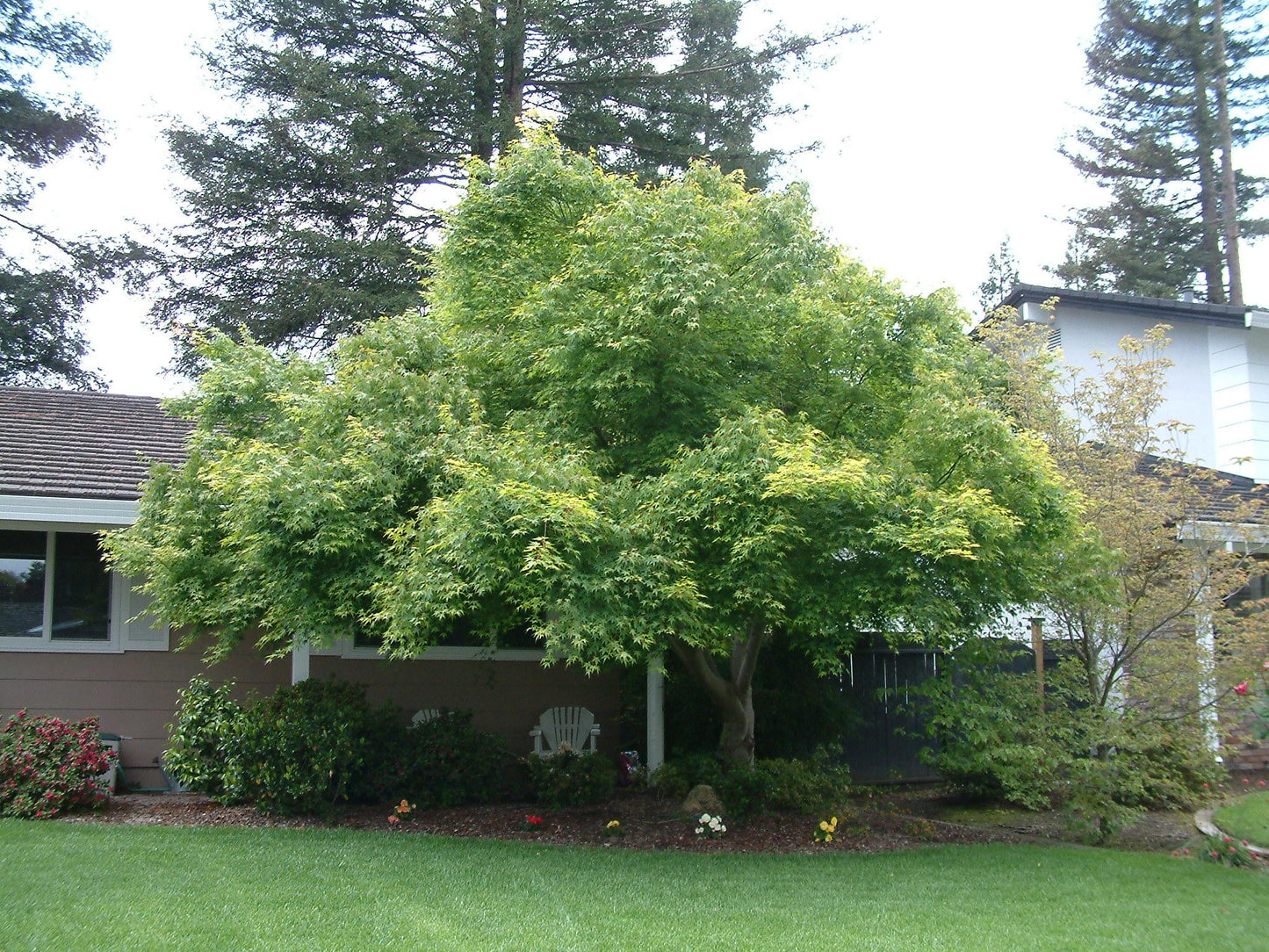 Acer Palmatum 'beni Kawa' - View 5 from www redcrocus com