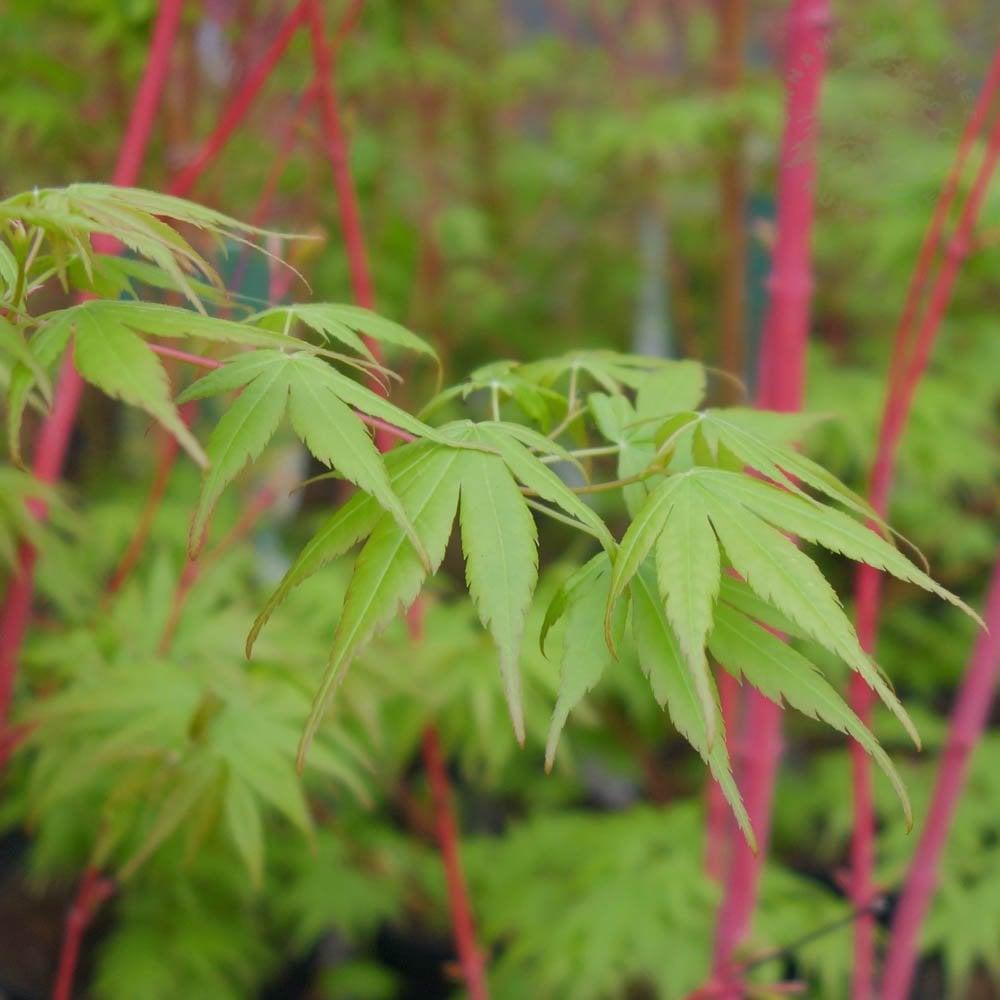 Acer Palmatum 'beni Kawa' - View 6 from www redcrocus com