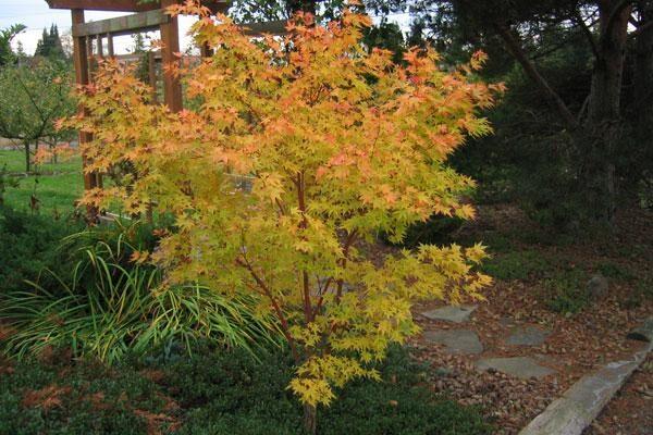 Acer Palmatum 'beni Kawa' - View 7 from www redcrocus com