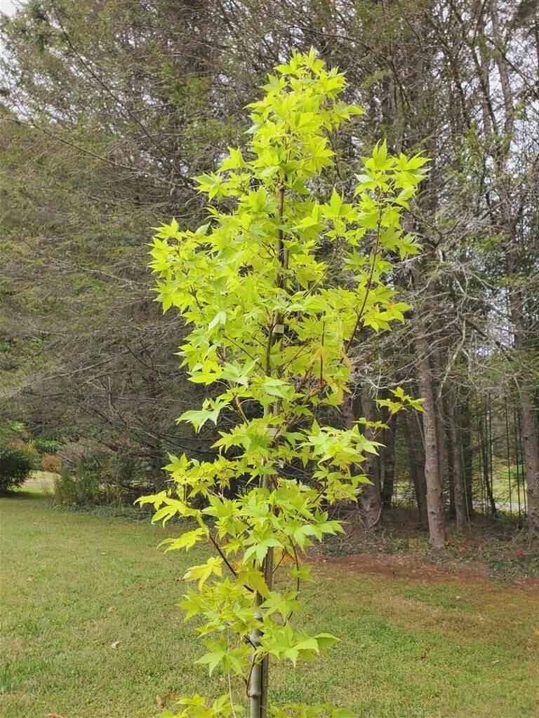 Acer Palmatum 'summer Gold' - View 10 from www redcrocus com