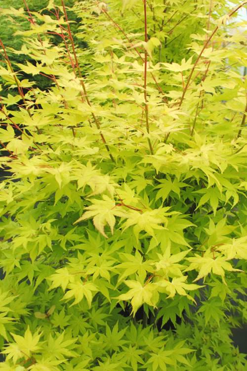 Acer Palmatum 'summer Gold' - View 12 from www redcrocus com