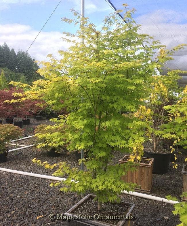 Acer Palmatum 'summer Gold' - View 14 from www redcrocus com
