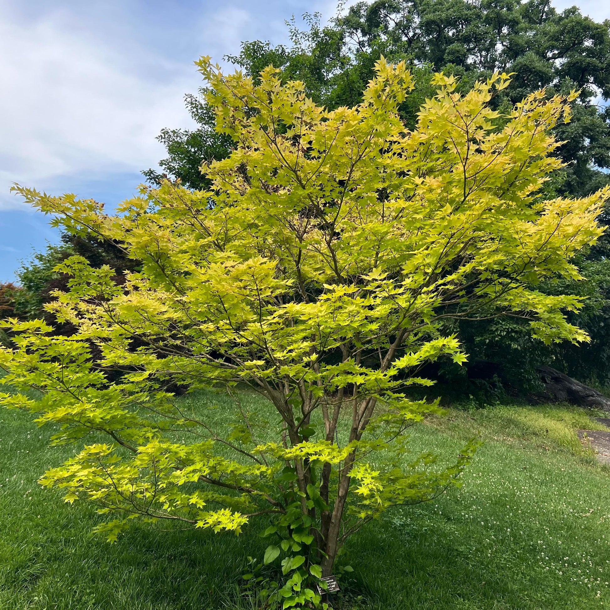 Acer Palmatum 'summer Gold' - View 15 from www redcrocus com