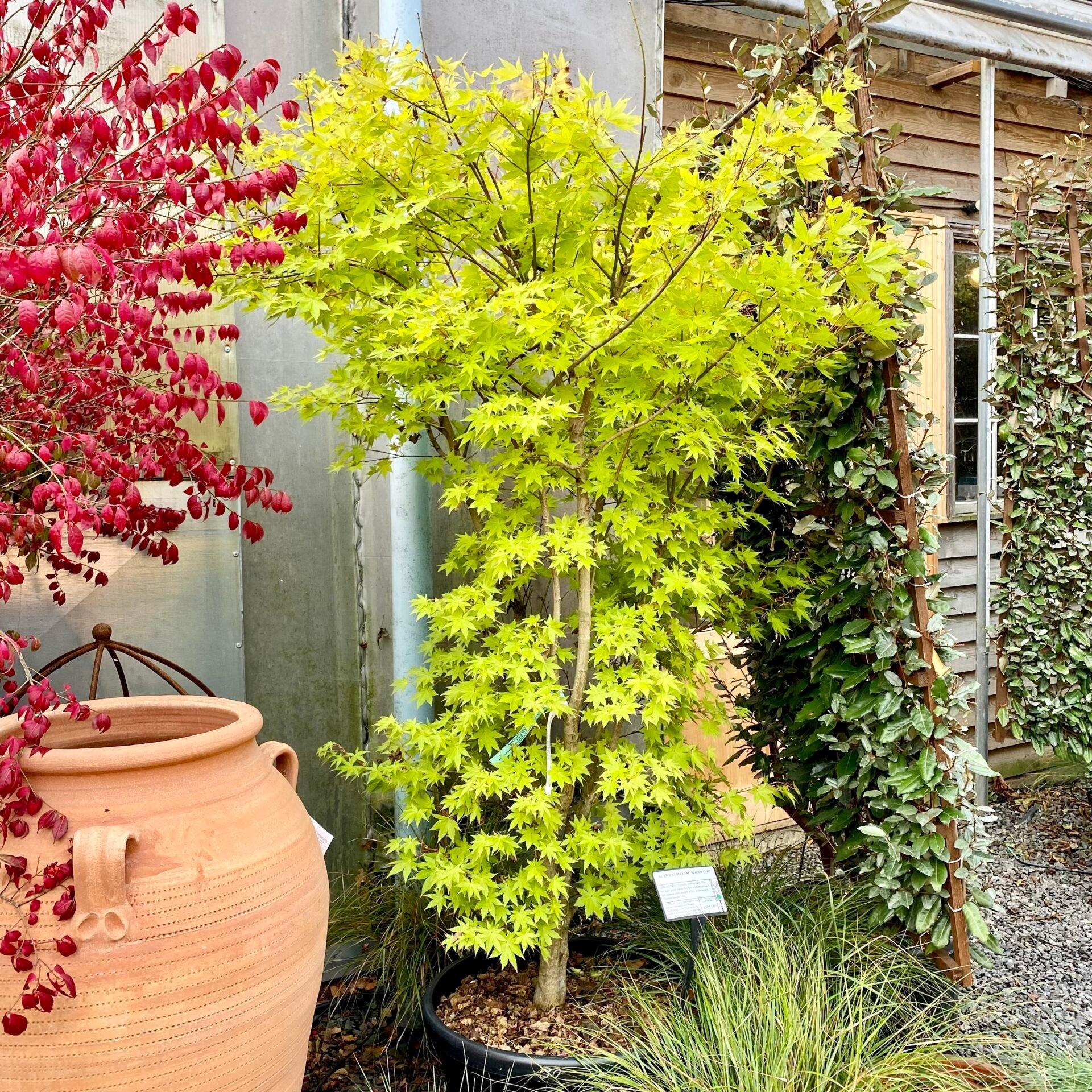 Acer Palmatum 'summer Gold' - View 16 from www redcrocus com