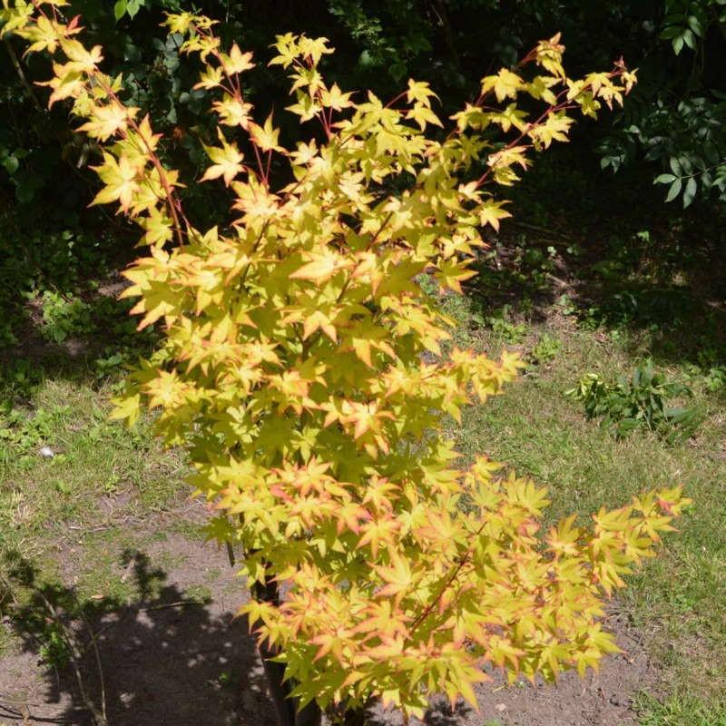 Acer Palmatum 'summer Gold' - View 17 from www redcrocus com