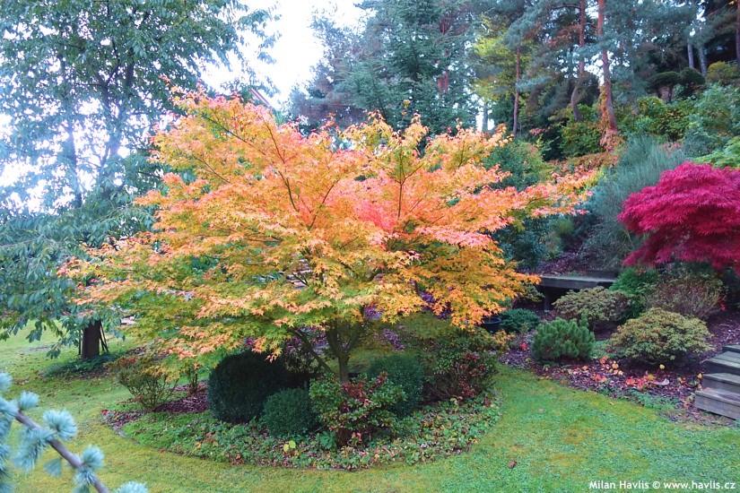 Acer Palmatum 'summer Gold' - View 19 from www redcrocus com