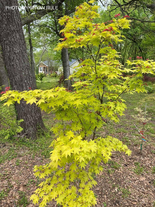 Acer Palmatum 'summer Gold' - View 1 from www redcrocus com