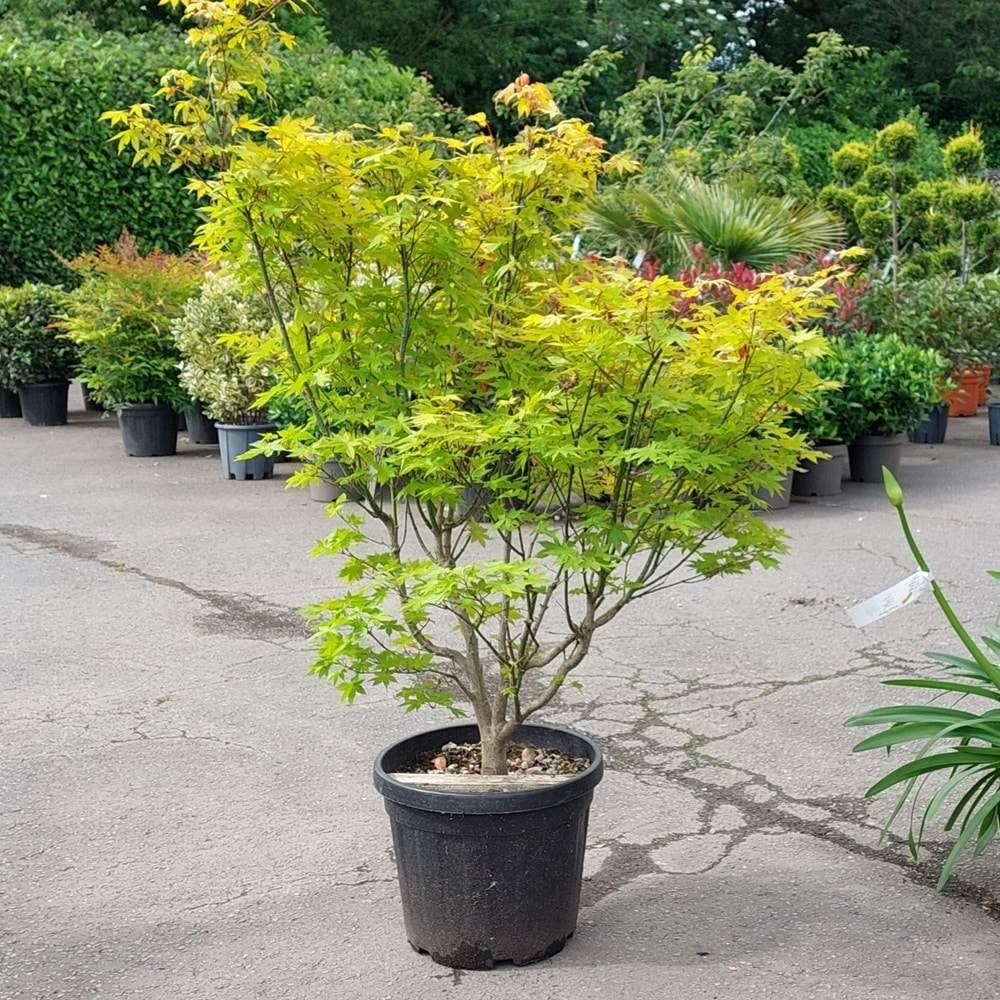 Acer Palmatum 'summer Gold' - View 21 from www redcrocus com