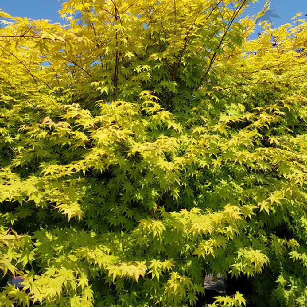 Acer Palmatum 'summer Gold' - View 23 from www redcrocus com