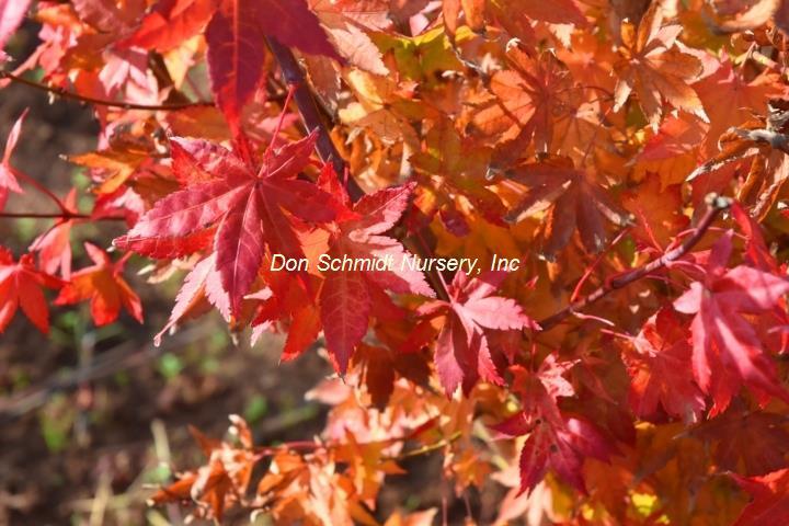 Acer Palmatum 'summer Gold' - View 24 from www redcrocus com