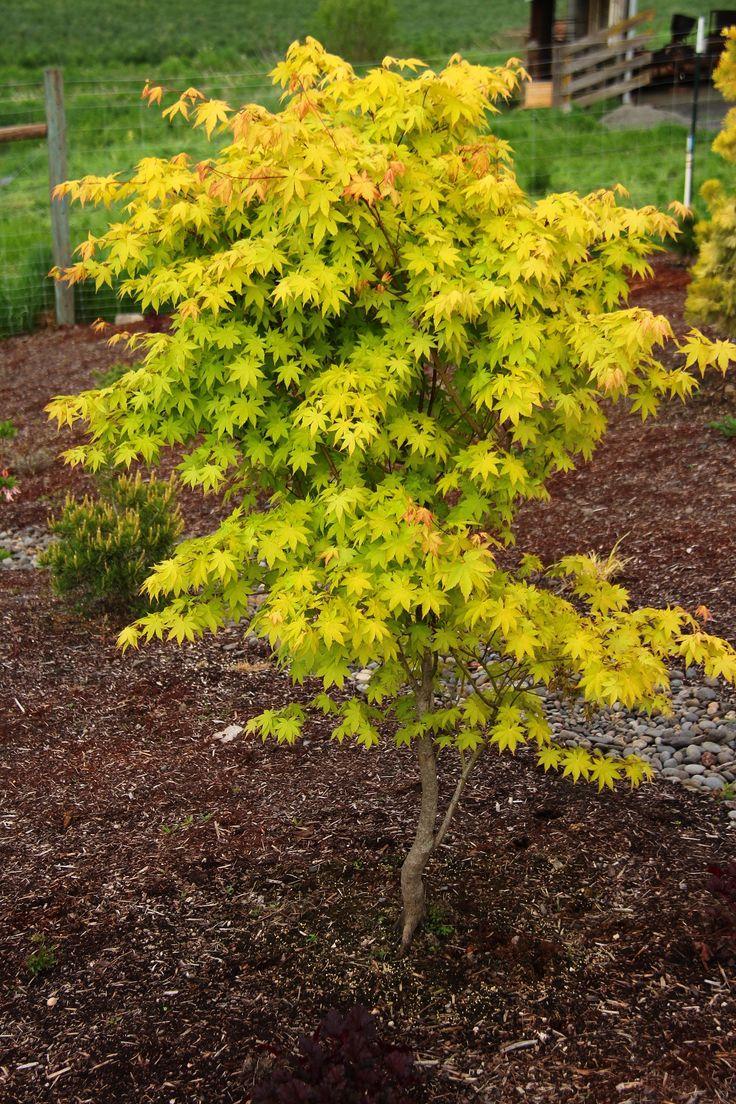 Acer Palmatum 'summer Gold' - View 25 from www redcrocus com