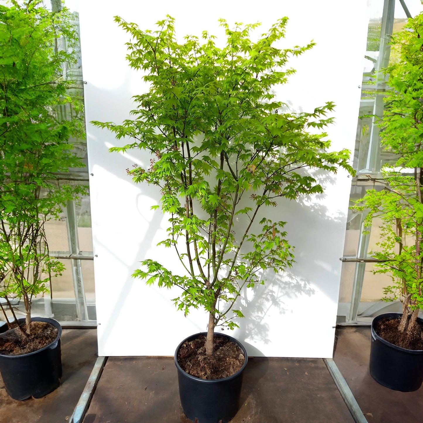 Acer Palmatum 'summer Gold' - View 26 from www redcrocus com