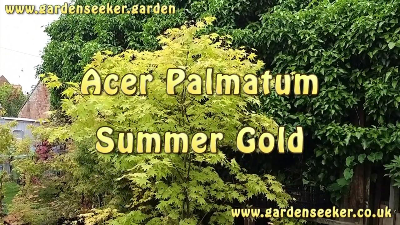 Acer Palmatum 'summer Gold' - View 27 from www redcrocus com