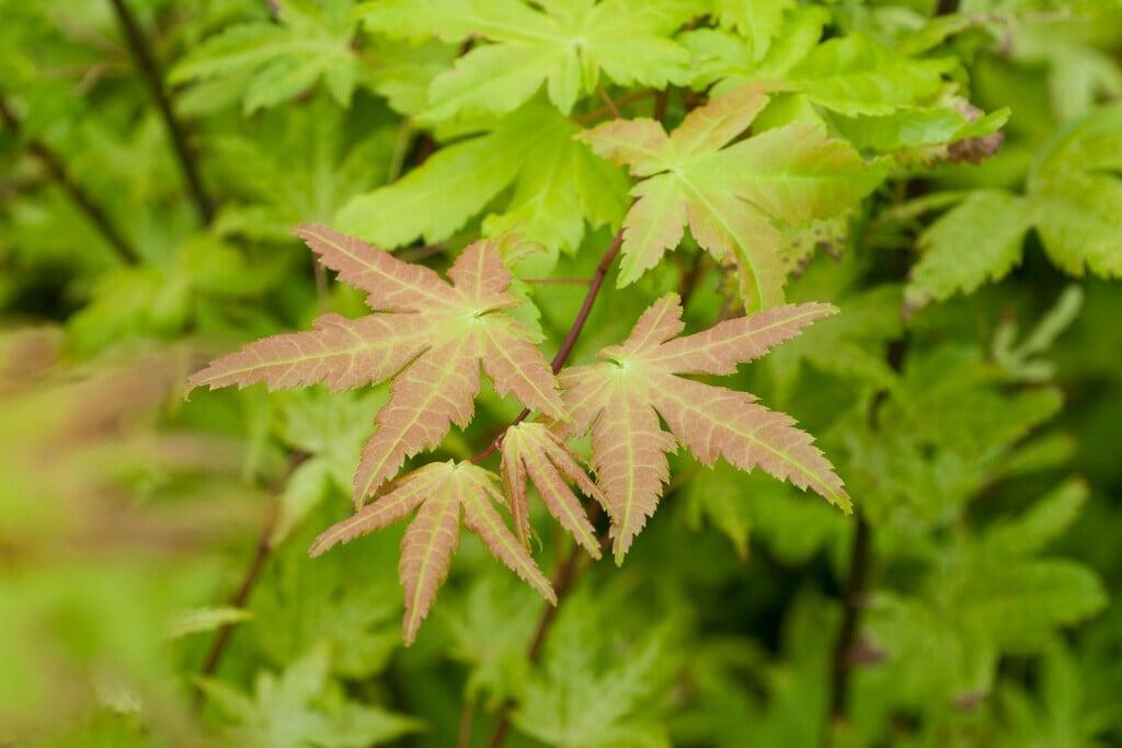 Acer Palmatum 'summer Gold' - View 28 from www redcrocus com