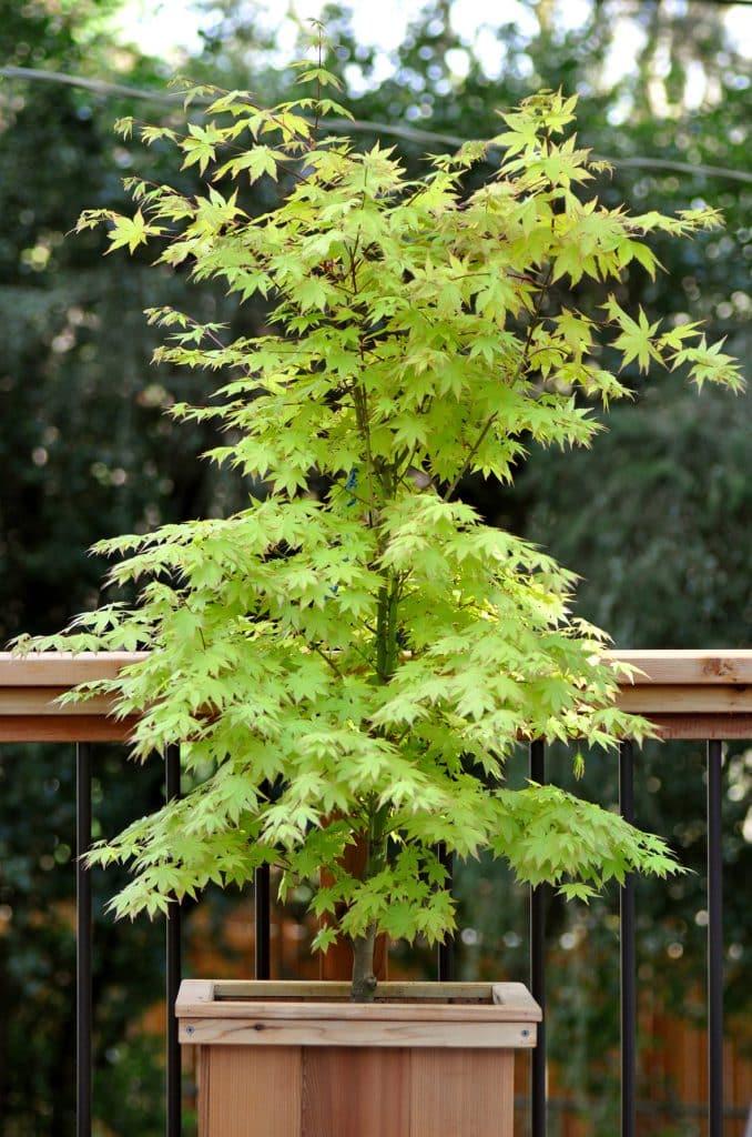 Acer Palmatum 'summer Gold' - View 29 from www redcrocus com