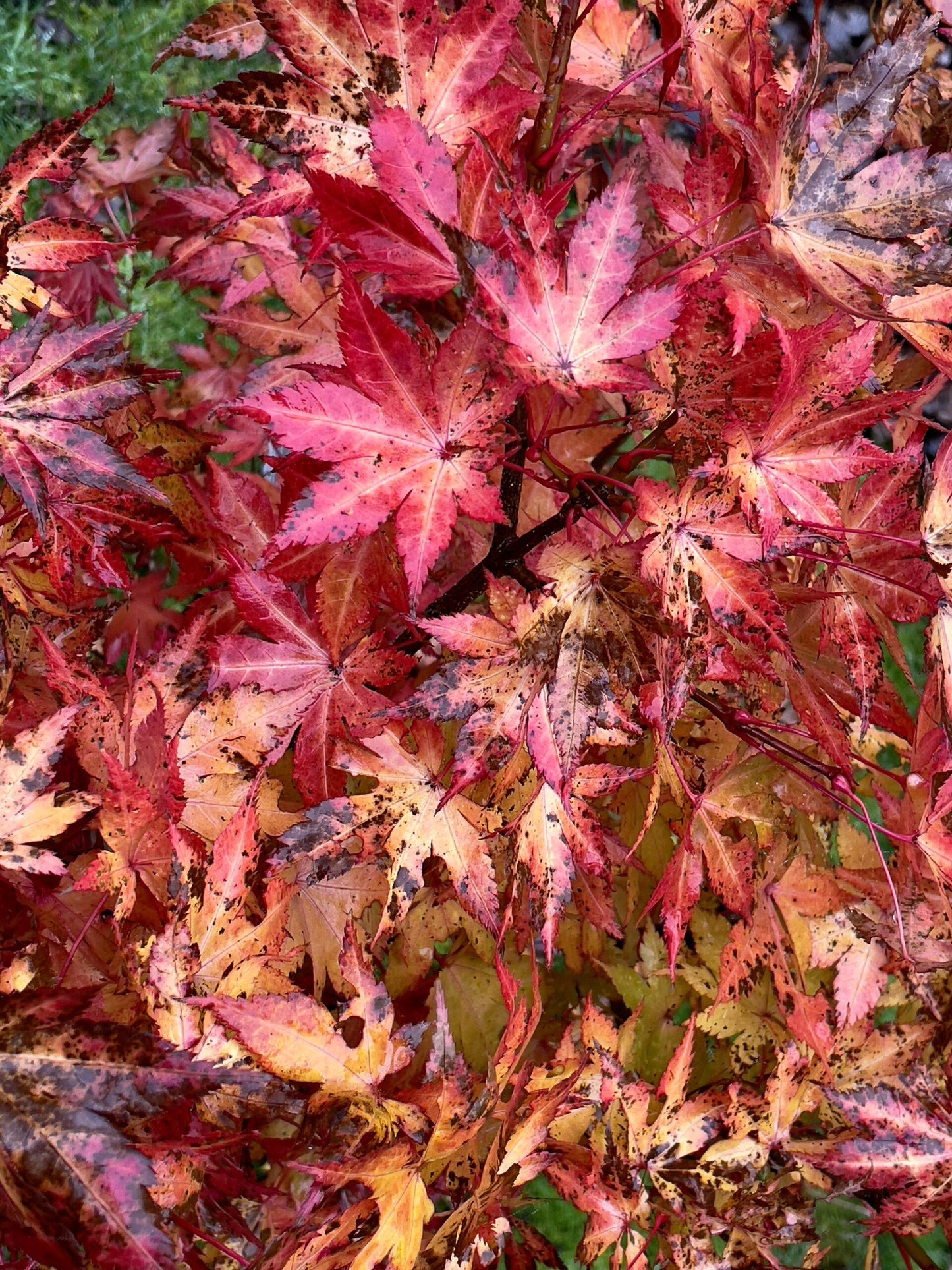 Acer Palmatum 'summer Gold' - View 31 from www redcrocus com