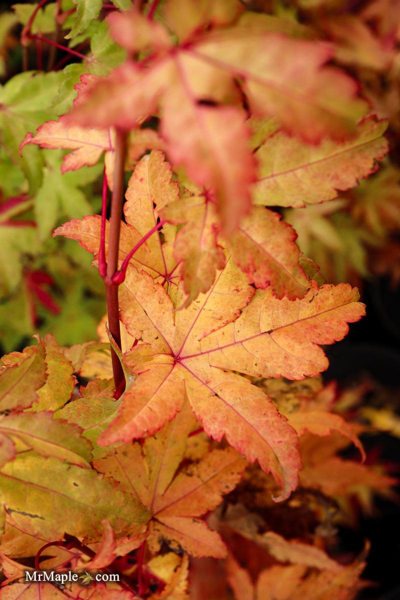 Acer Palmatum 'summer Gold' - View 33 from www redcrocus com