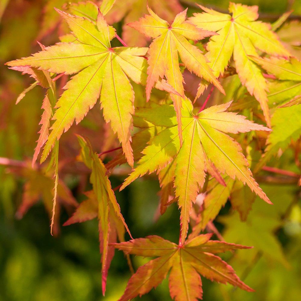 Acer Palmatum 'summer Gold' - View 34 from www redcrocus com