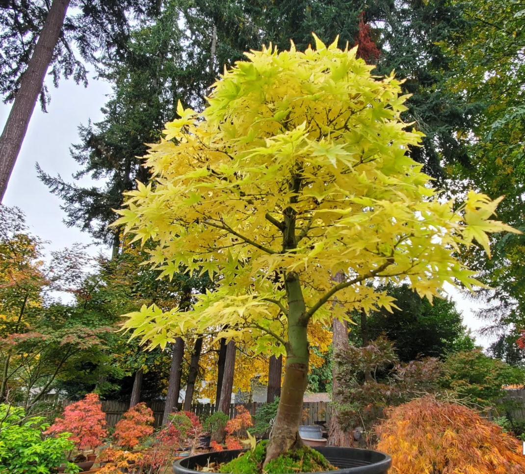 Acer Palmatum 'summer Gold' - View 38 from www redcrocus com
