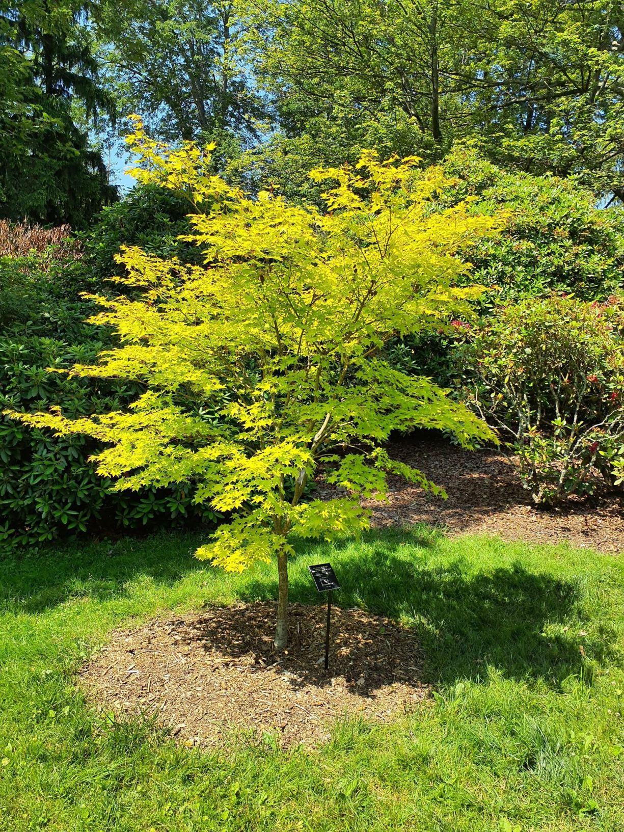 Acer Palmatum 'summer Gold' - View 5 from www redcrocus com