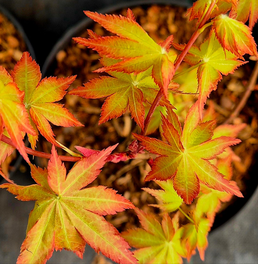 Acer Palmatum 'summer Gold' - View 6 from www redcrocus com