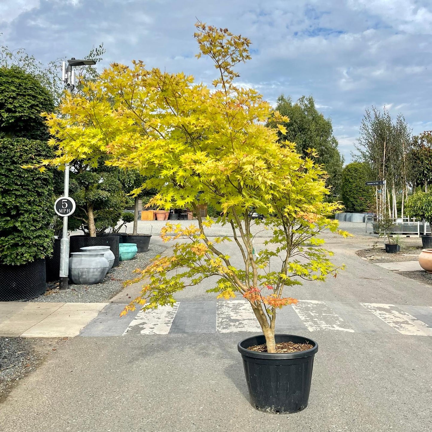 Acer Palmatum 'summer Gold' - View 7 from www redcrocus com