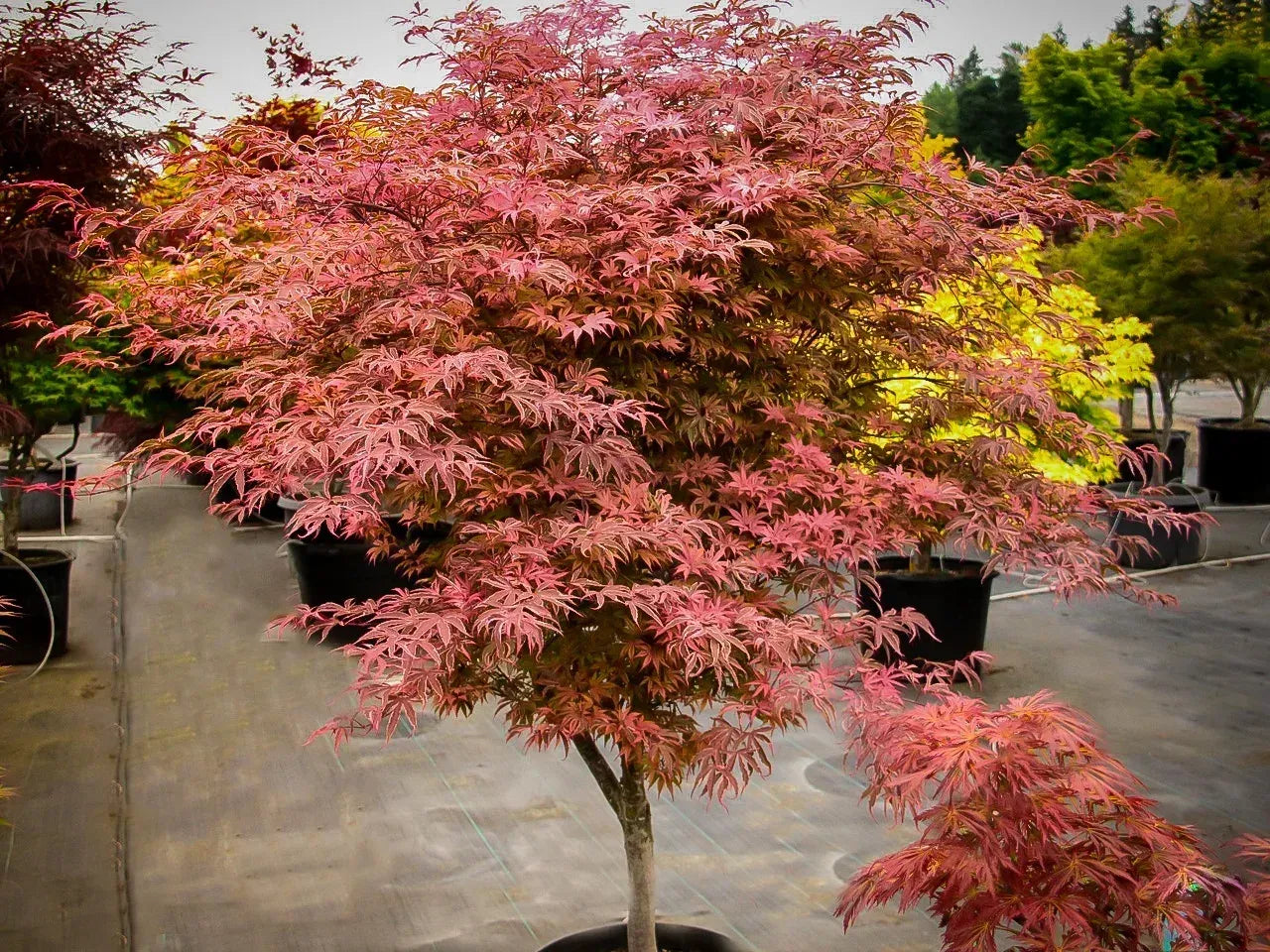 Acer Palmatum 'geisha Gone Wild' - View 10 from www redcrocus com