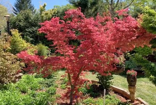 Acer Palmatum 'geisha Gone Wild' - View 11 from www redcrocus com