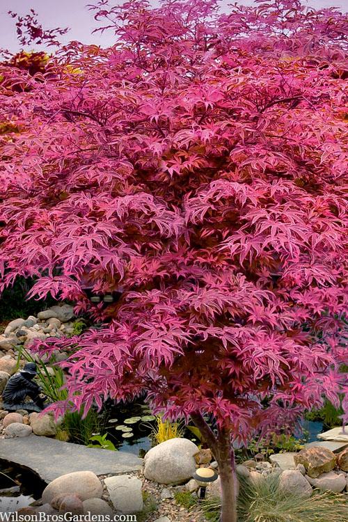 Acer Palmatum 'geisha Gone Wild' - View 12 from www redcrocus com