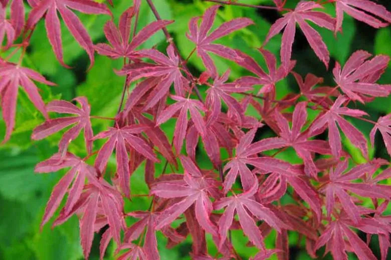 Acer Palmatum 'geisha Gone Wild' - View 14 from www redcrocus com