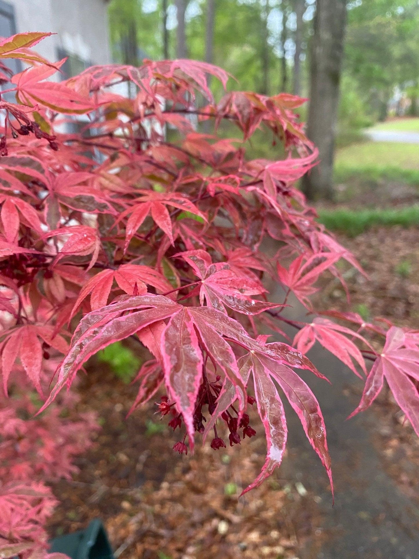 Acer Palmatum 'geisha Gone Wild' - View 15 from www redcrocus com
