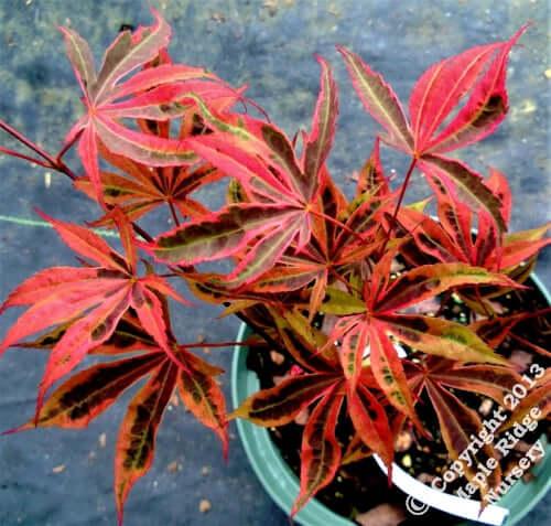 Acer Palmatum 'geisha Gone Wild' - View 16 from www redcrocus com