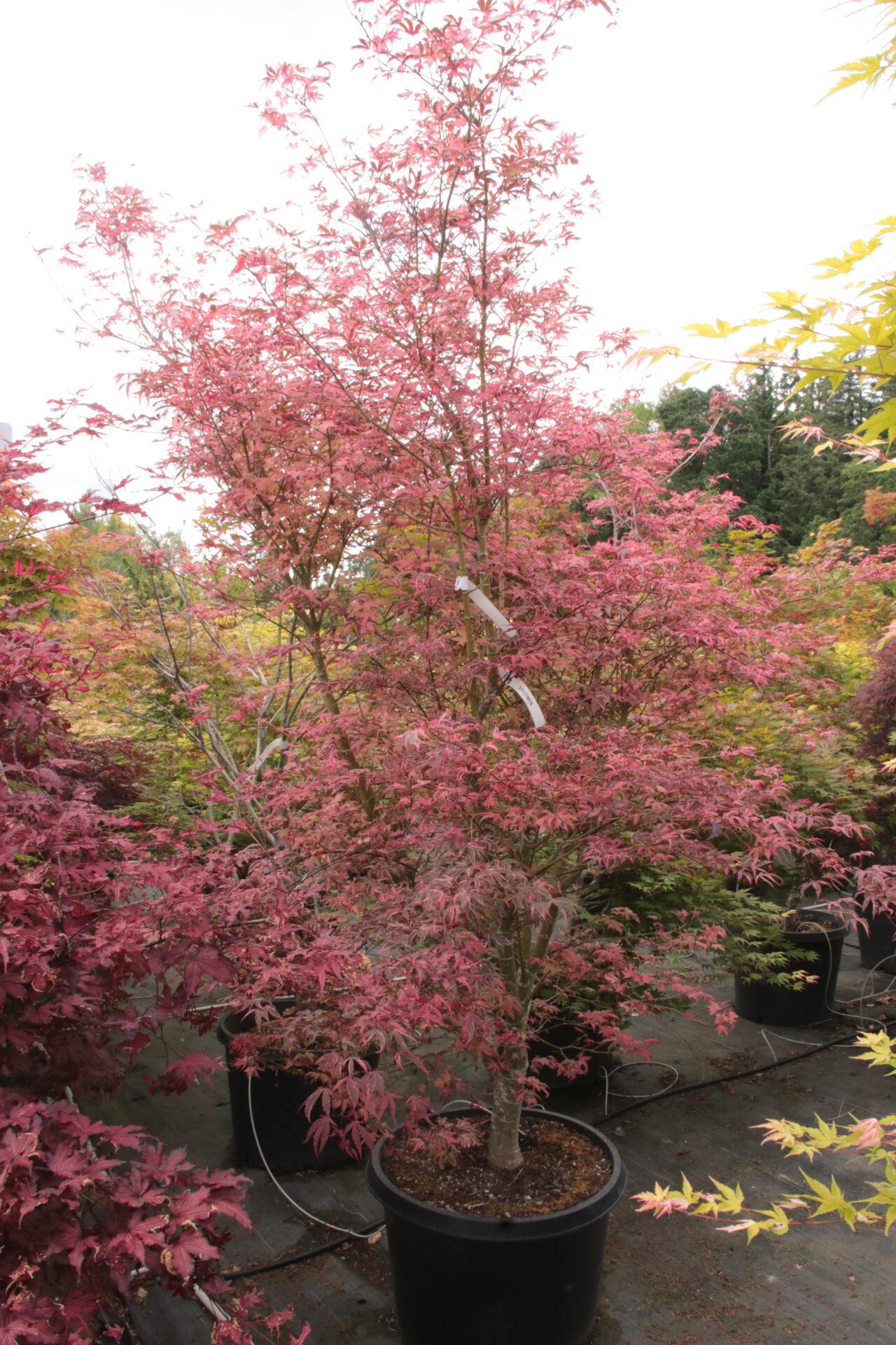 Acer Palmatum 'geisha Gone Wild' - View 17 from www redcrocus com