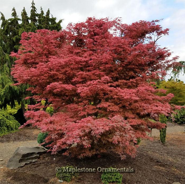 Acer Palmatum 'geisha Gone Wild' - View 19 from www redcrocus com