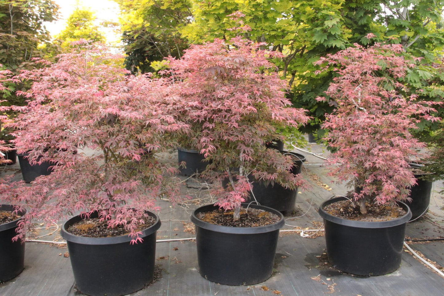 Acer Palmatum 'geisha Gone Wild' - View 1 from www redcrocus com