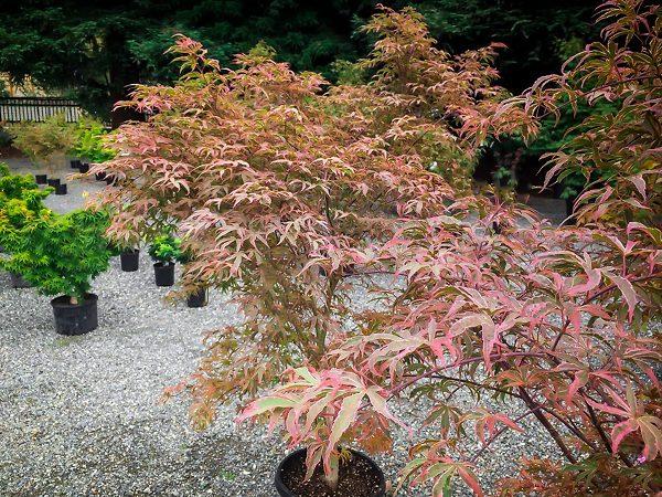 Acer Palmatum 'geisha Gone Wild' - View 20 from www redcrocus com