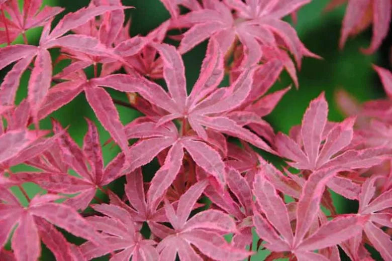 Acer Palmatum 'geisha Gone Wild' - View 21 from www redcrocus com