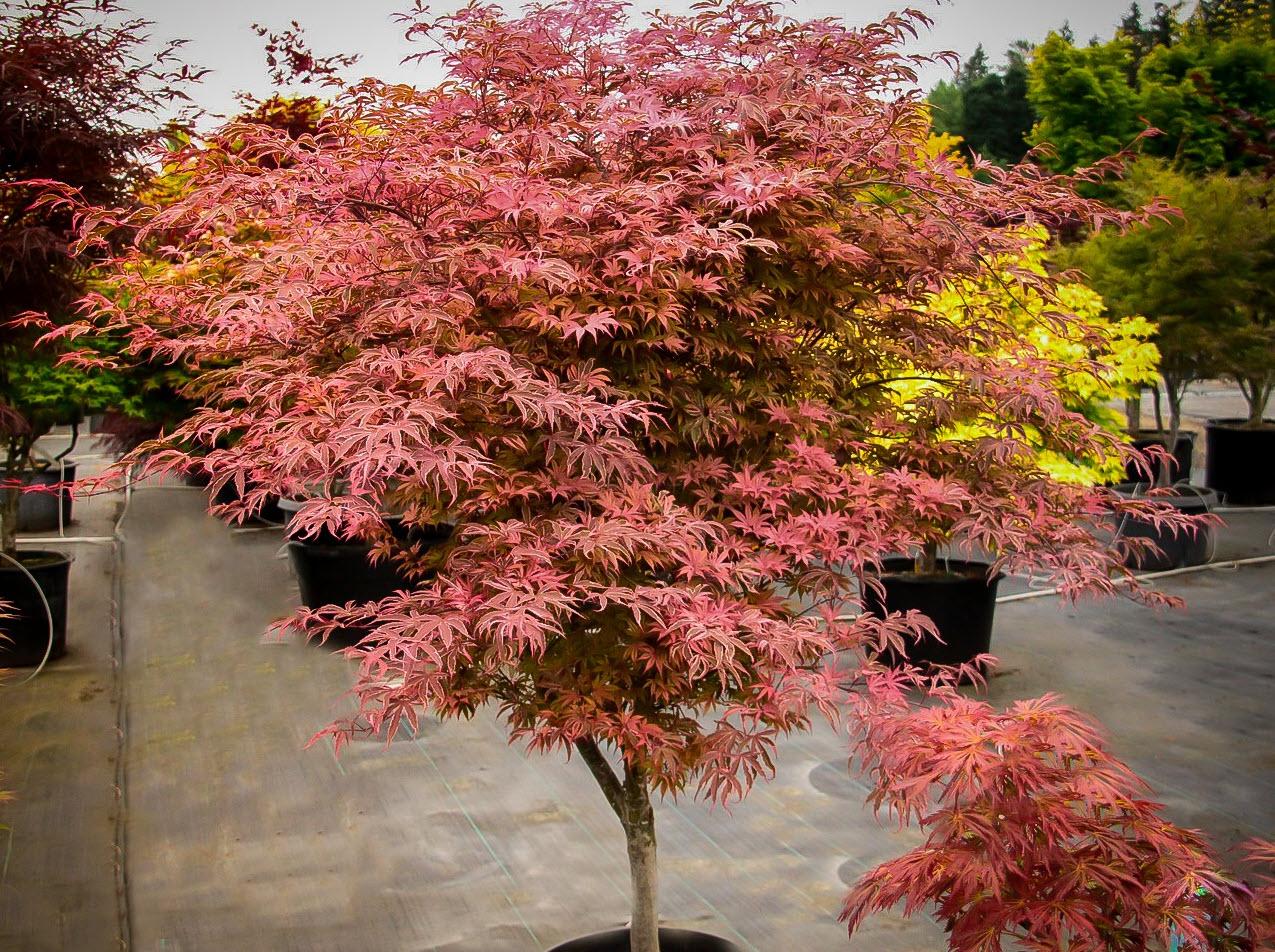 Acer Palmatum 'geisha Gone Wild' - View 22 from www redcrocus com