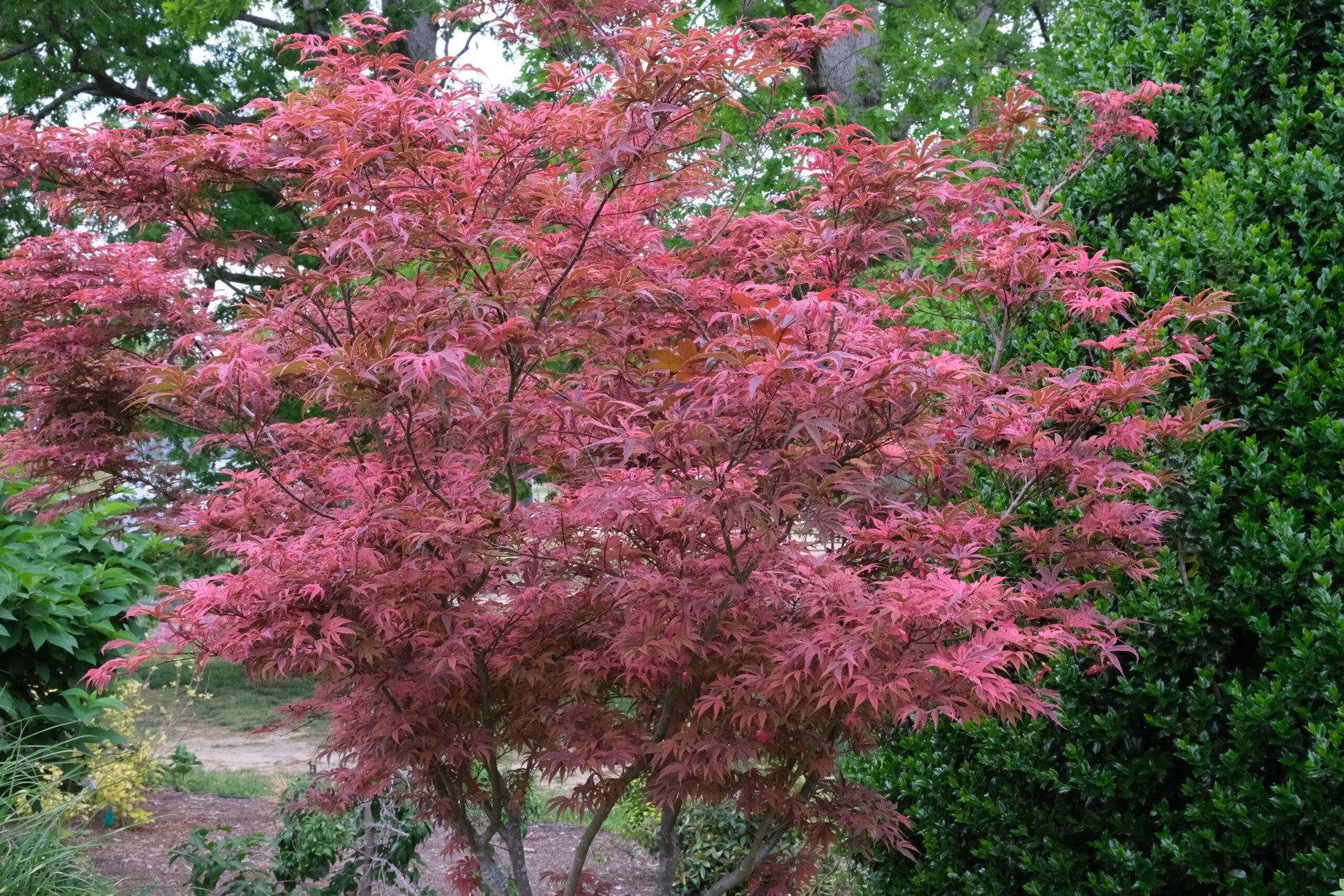 Acer Palmatum 'geisha Gone Wild' - View 23 from www redcrocus com