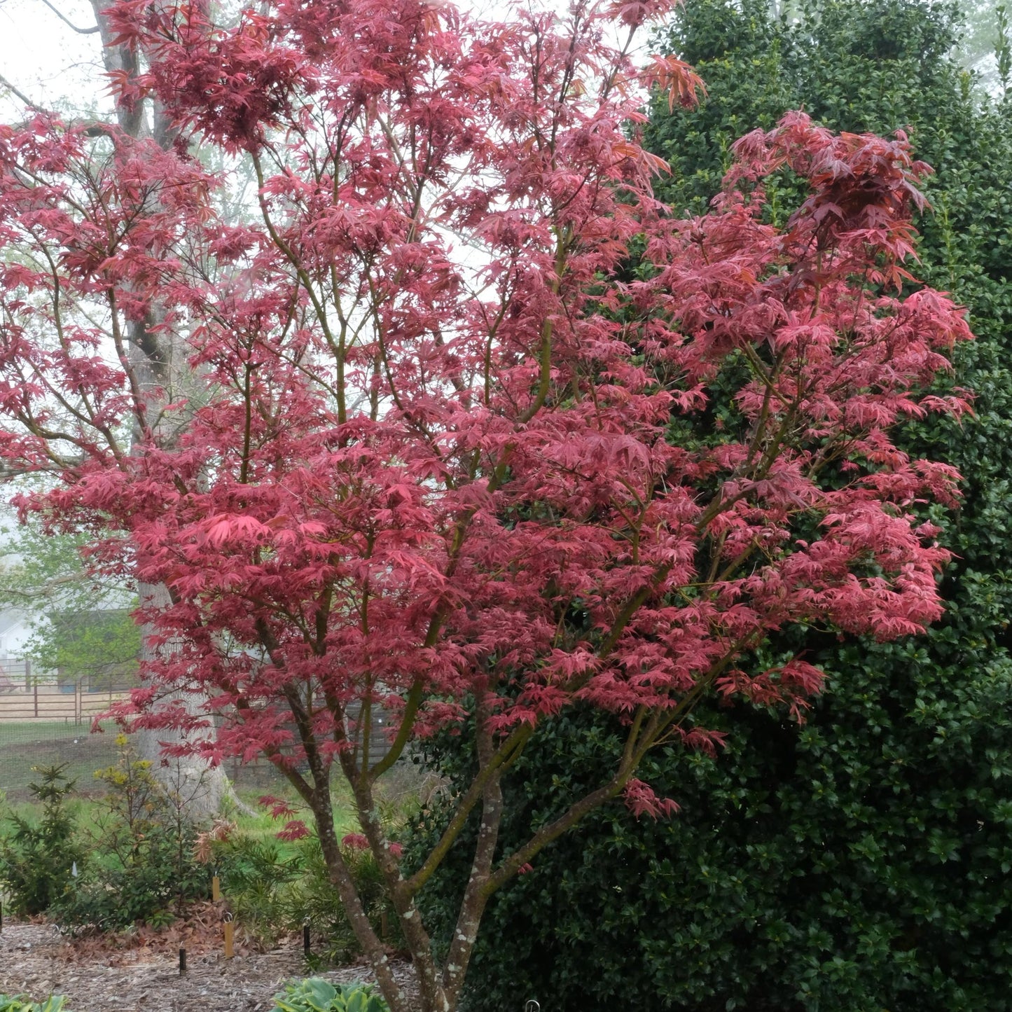 Acer Palmatum 'geisha Gone Wild' - View 24 from www redcrocus com
