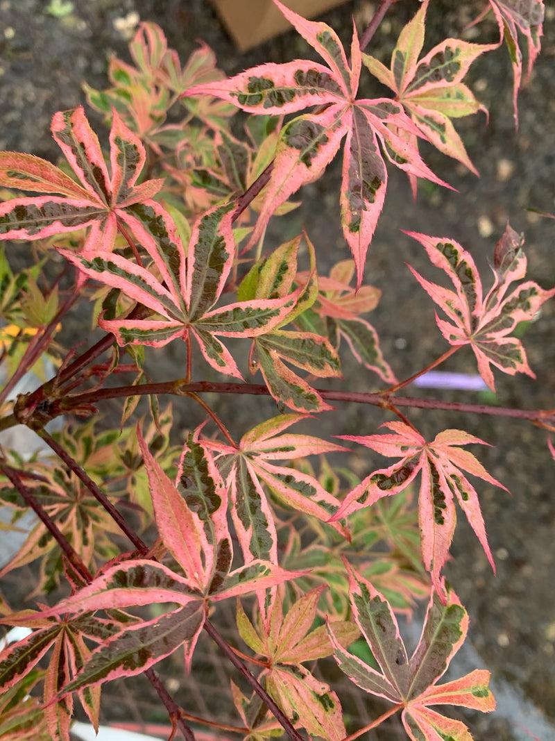 Acer Palmatum 'geisha Gone Wild' - View 26 from www redcrocus com