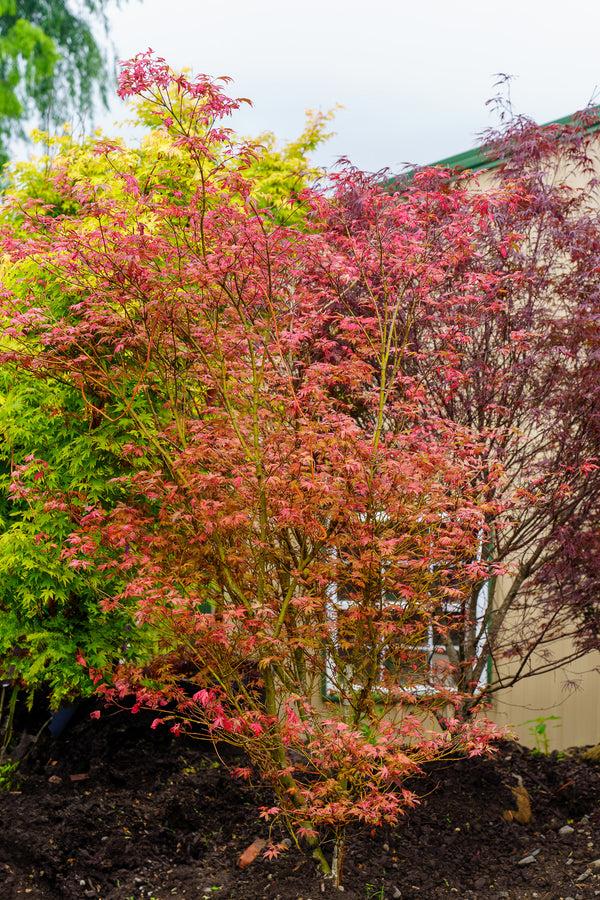 Acer Palmatum 'geisha Gone Wild' - View 27 from www redcrocus com