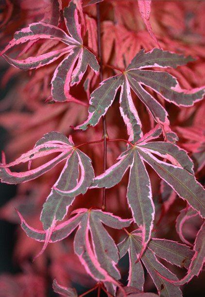 Acer Palmatum 'geisha Gone Wild' - View 28 from www redcrocus com